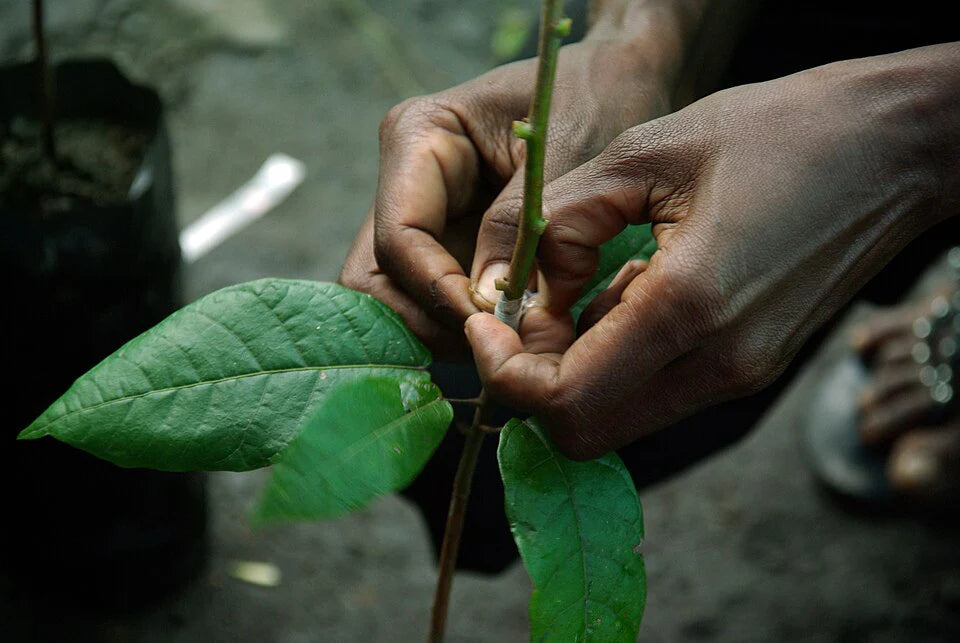 Guatemala Kampura Organic 2026