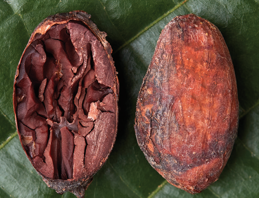 Peru Piura - 2021 Organic - Cacao Latitudes