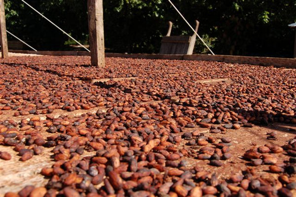Bolivia Wild Harvest Tranquilidad Direct Trade 2026