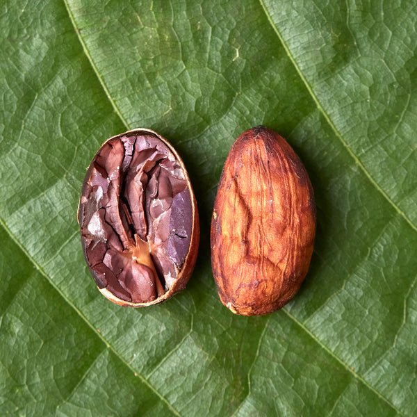A photo of a cocoa pod and its seed (bean) on a green leaf background, showcasing the natural state of the product.
