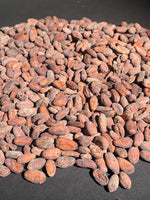 Bolivia Wild Harvest Tranquilidad Direct Trade 2026