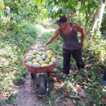 Mexico Agua Escondida Comalcalco Direct Trade 2025