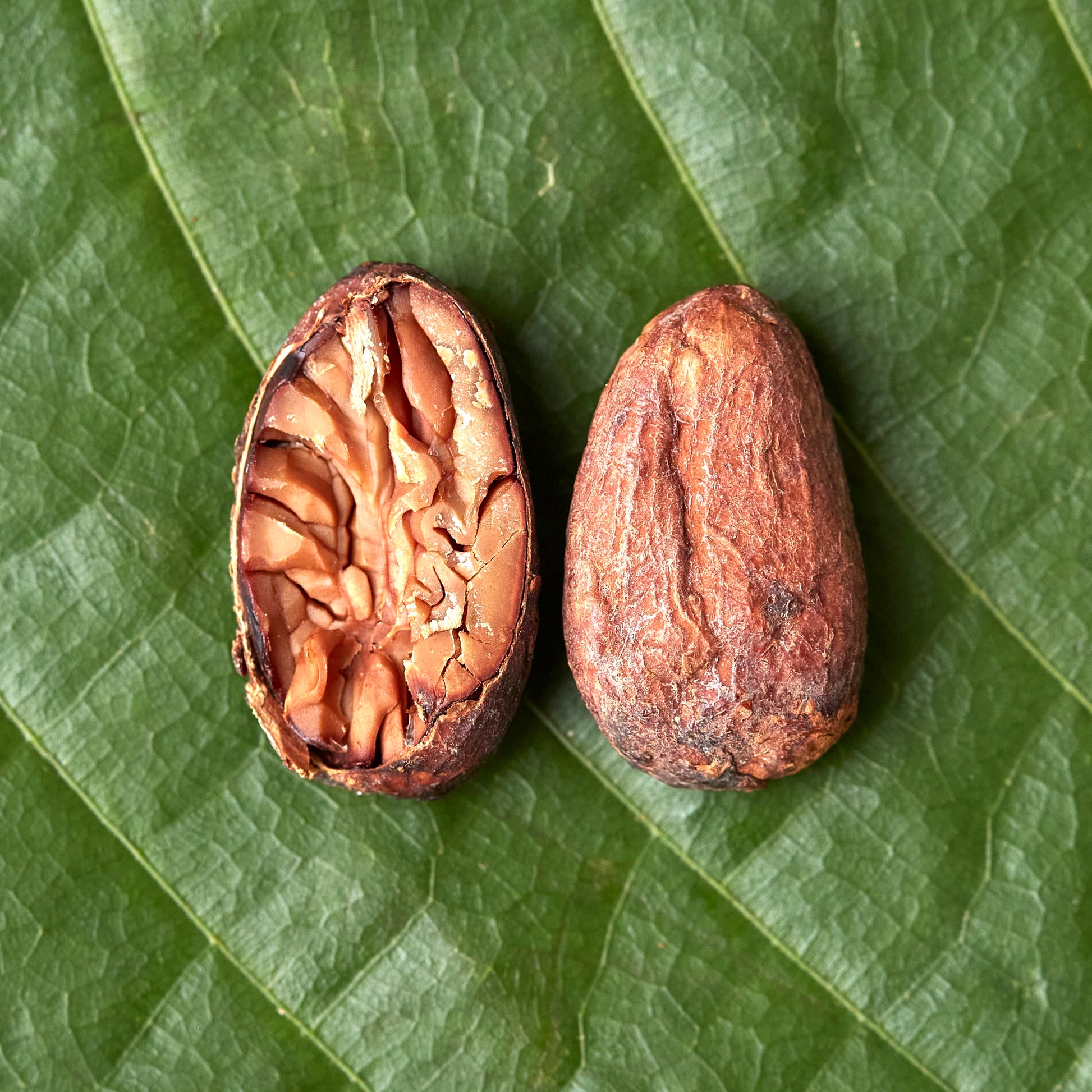 Mexico Pakal 2023 - Cacao Latitudes