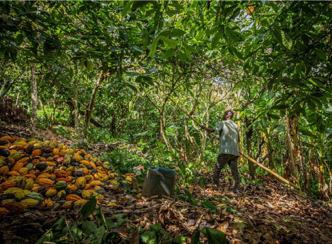 Ghana Kome -Three Mountains 2024 Organic - Cacao Latitudes