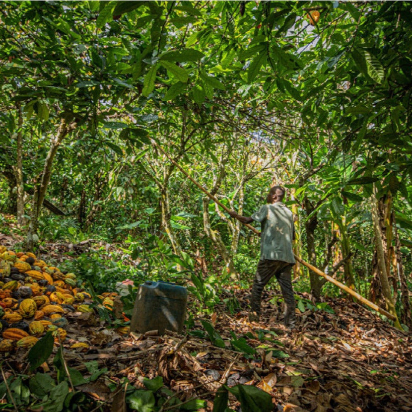 Ghana Kome Three Mountains Brewing Cacao