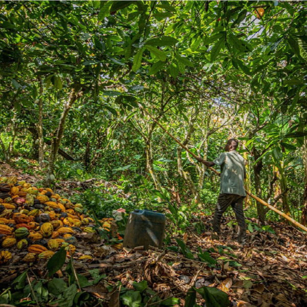 Ghana Kome Three Mountains Women's Coop 2025