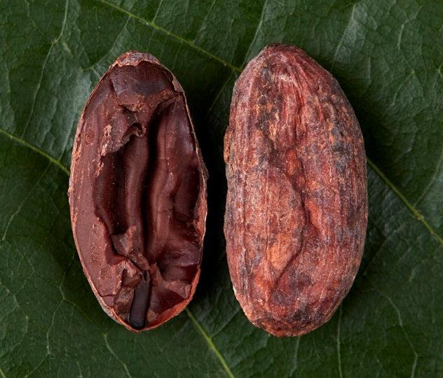 Colombia Boyaca 2023 Cacao Latitudes