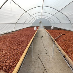 Mexico Pakal 2023 - Cacao Latitudes
