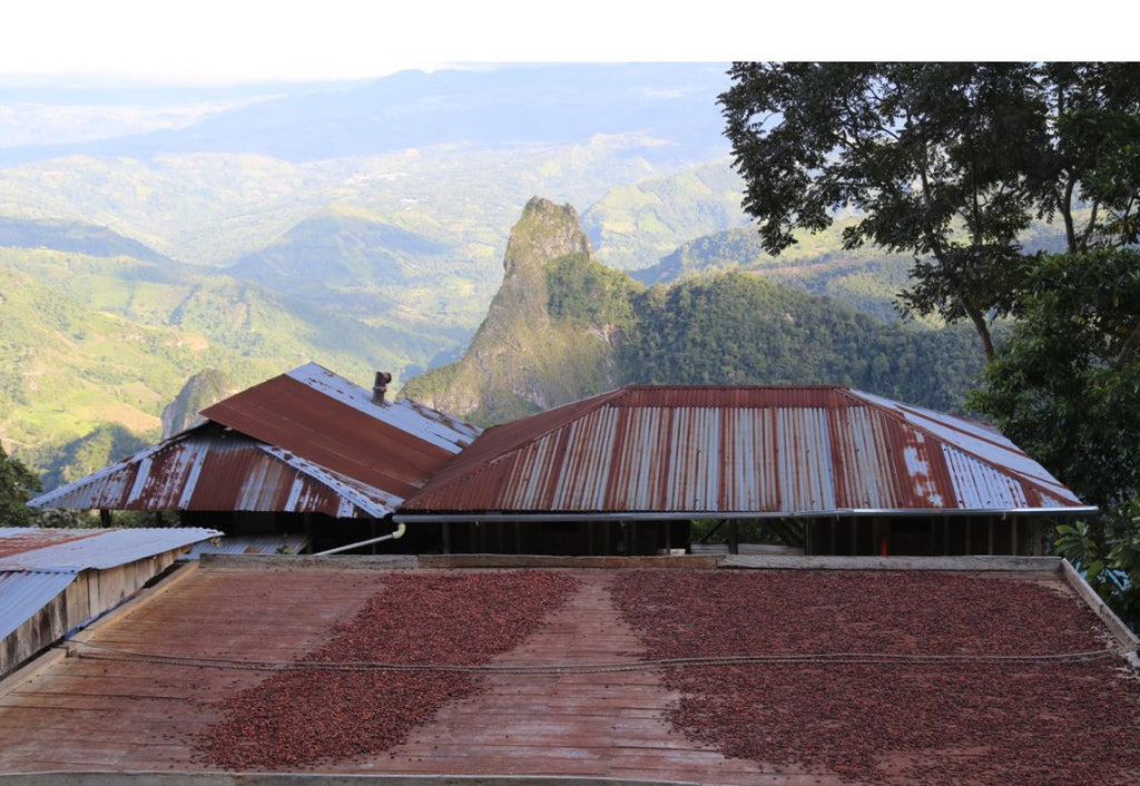 Colombia Boyaca 2023 Cacao Latitudes