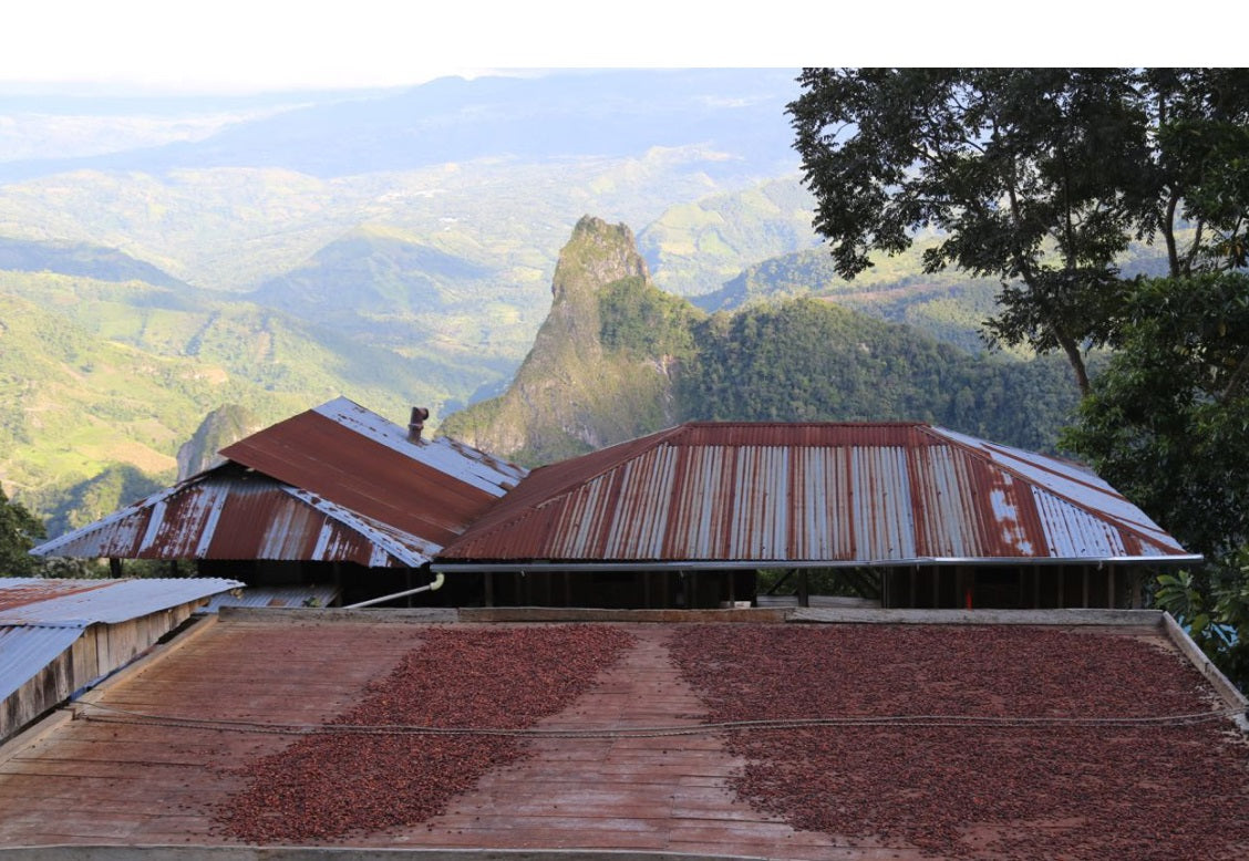 Colombia Boyaca 2023 Cacao Latitudes