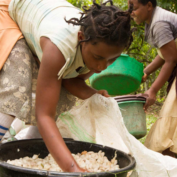 Uganda Semuliki Forest Direct Trade Organic 2025
