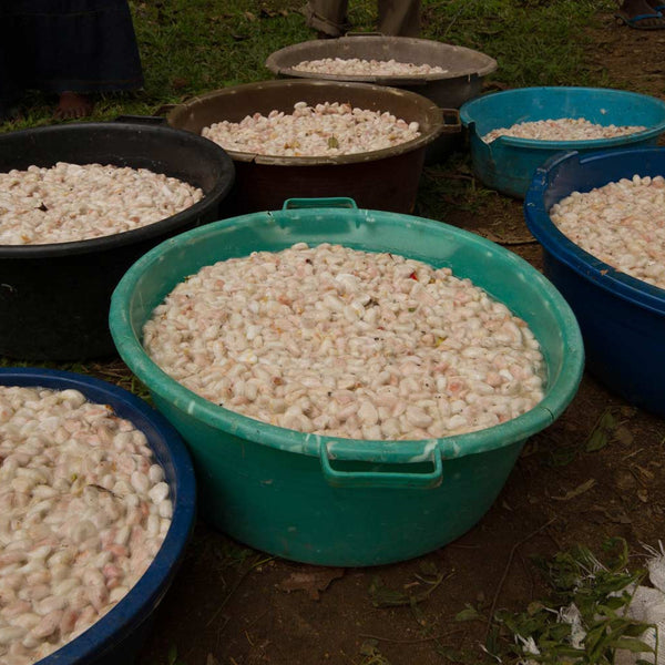 Uganda Semuliki Forest Direct Trade Organic 2025