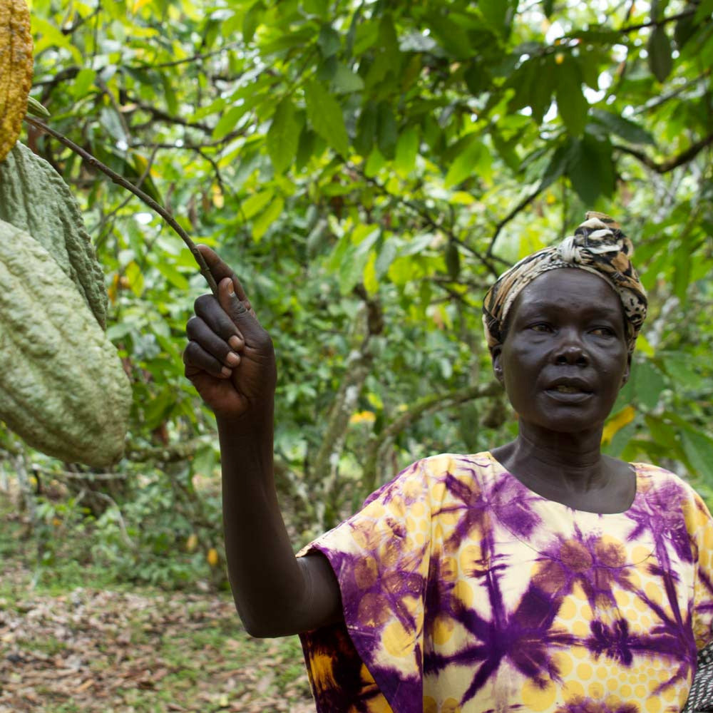 Woman in a colorful dress standing in a cacao tree orchard, holding a branch with cacao fruits.