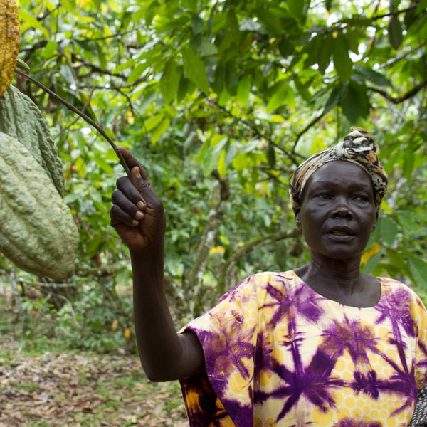 Woman in a colorful dress standing in a cacao tree orchard, holding a branch with cacao fruits.