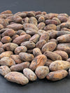 Close-up of Bolivia Alto Beni Walikeewa cacao beans.