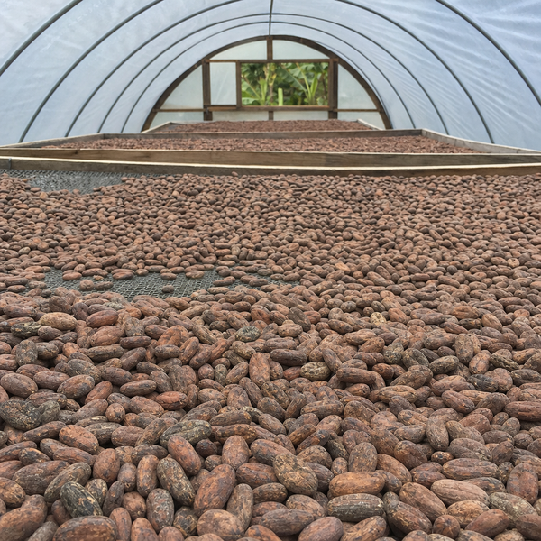 Zorzal cacao beans drying on raised beds inside a solar tunnel