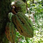 Oaxaca Lavados